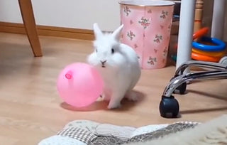 JUST A RABBIT WITH A BALLOON