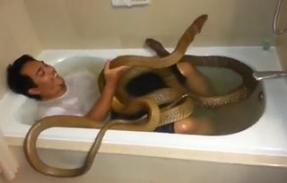 JUST BATHING WITH MY COBRAS...NBD