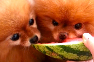 JUST POMS EATING WATERMELON...