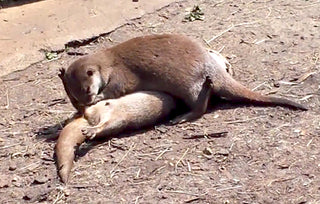 OTTERS DOING OTTER THINGS