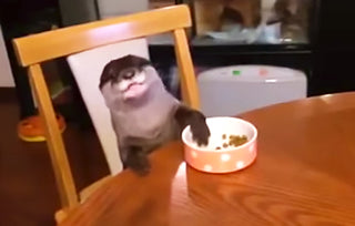 JUST AN OTTER EATING