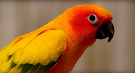 PARROT DICE