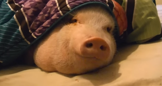 LITERALLY A PIG IN A BLANKET