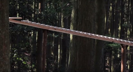 XYLOPHONE OF THE FOREST