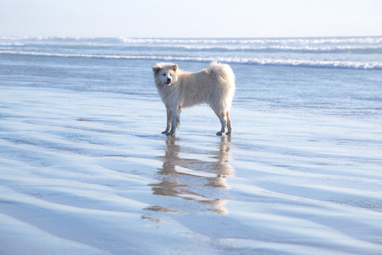 WINTER IN CALIFORNIA.