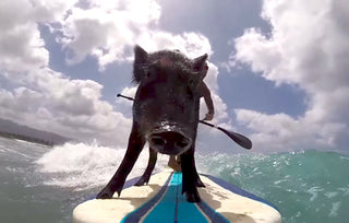 WHEN PIGS SURF